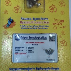1 Mukhi Rudraksha